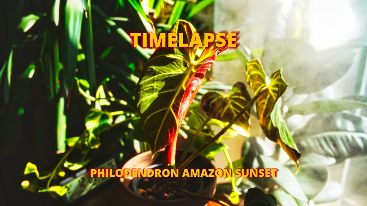 Philodendron New Leaf Dance - Plant Timelapse 14 Days | verrucosum amazon  sunset | 4K