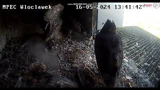 MPEC Włocławek PL - 4 boys practice their wings in the nest. Strong wind outside - 2024 05 16 13 40