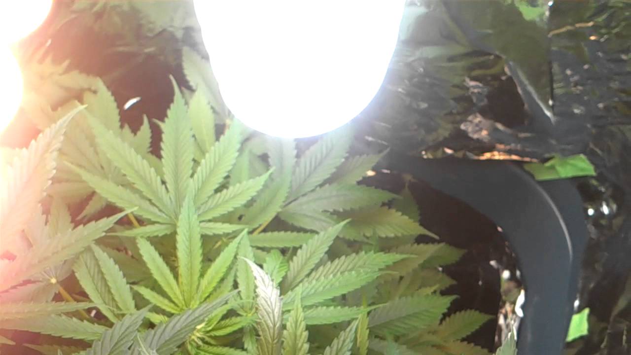 Marijuana plants day 57(Flowering day 24)