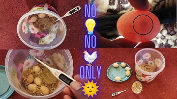 I was born in a bowl - automatic chicken incubator how to make a home in computer simple and easy
