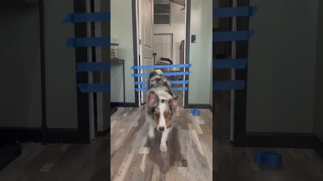 Australian Shepard Does Tape Jump Challenge!