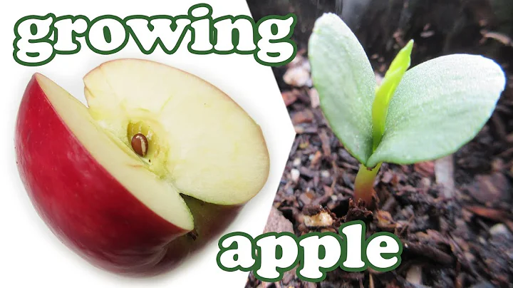 How to Grow an APPLE TREE from SEED - How to Grow ...