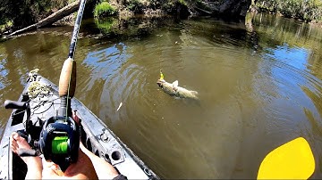 Murray cod fishing from my kayak