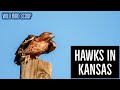 Hawks In Kansas: Try To Spot All 9 Species In This State