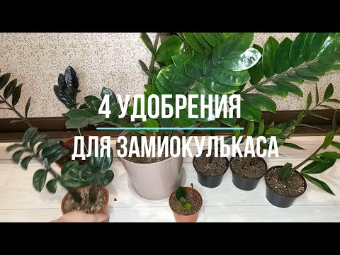 4 лучших удобрения для ЗАМИОКУЛЬКАСА, чтобы активно росли новые листья