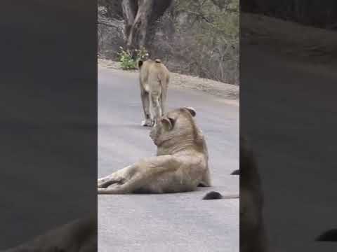 Tiger video Jangal ka raja tiger Tiger jinda hey