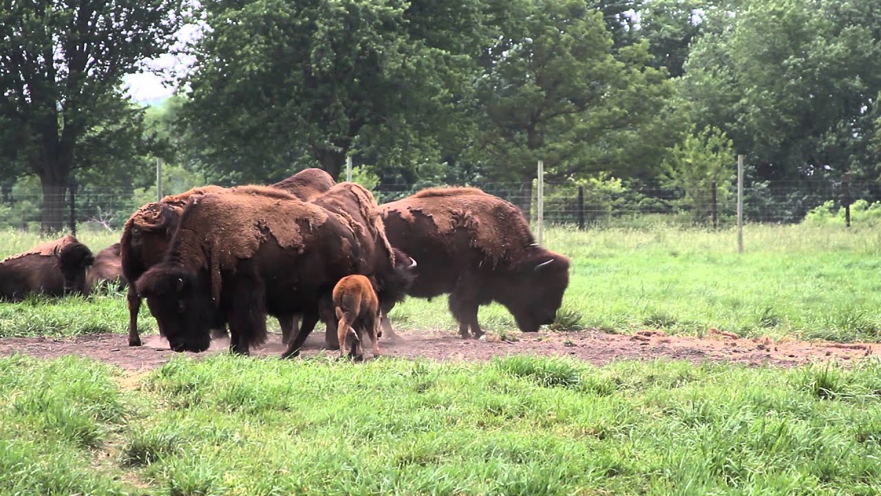 Bison at Botna Bend Park - Hancock, IA - YouTube