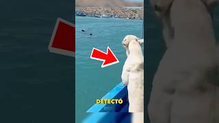 Una criatura aparece y el perro va tras ella #animals #perros