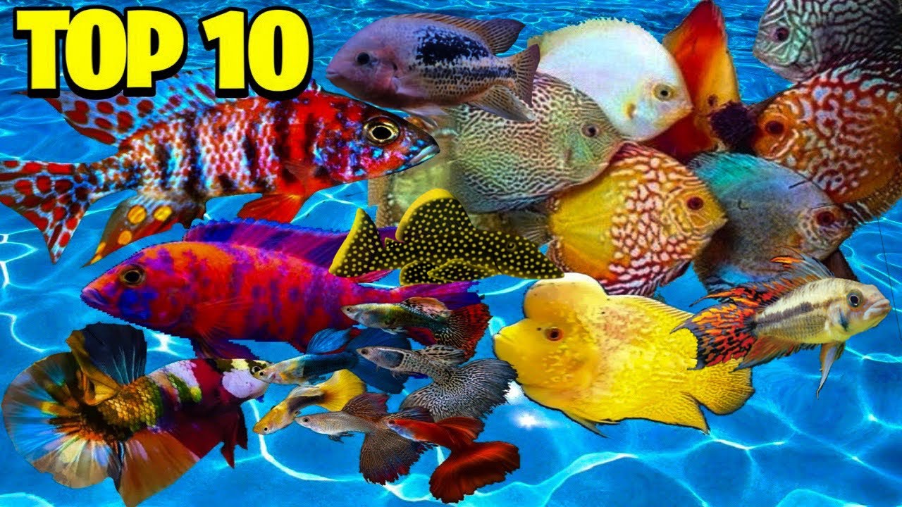 TOP 10 MOST BEAUTIFUL COLORFUL FISH FOR FRESHWATER AQUARIUMS 
