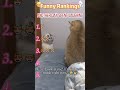 Funny Cat Compilation#foryou #funny #cat #funnyvideo #fyp #comedy #mischief