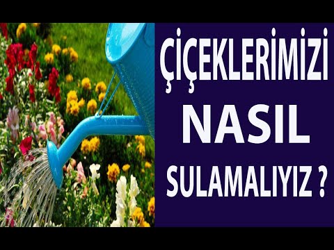 Video: Çiçek Bitkileri Nasıl Düzgün Sulanır