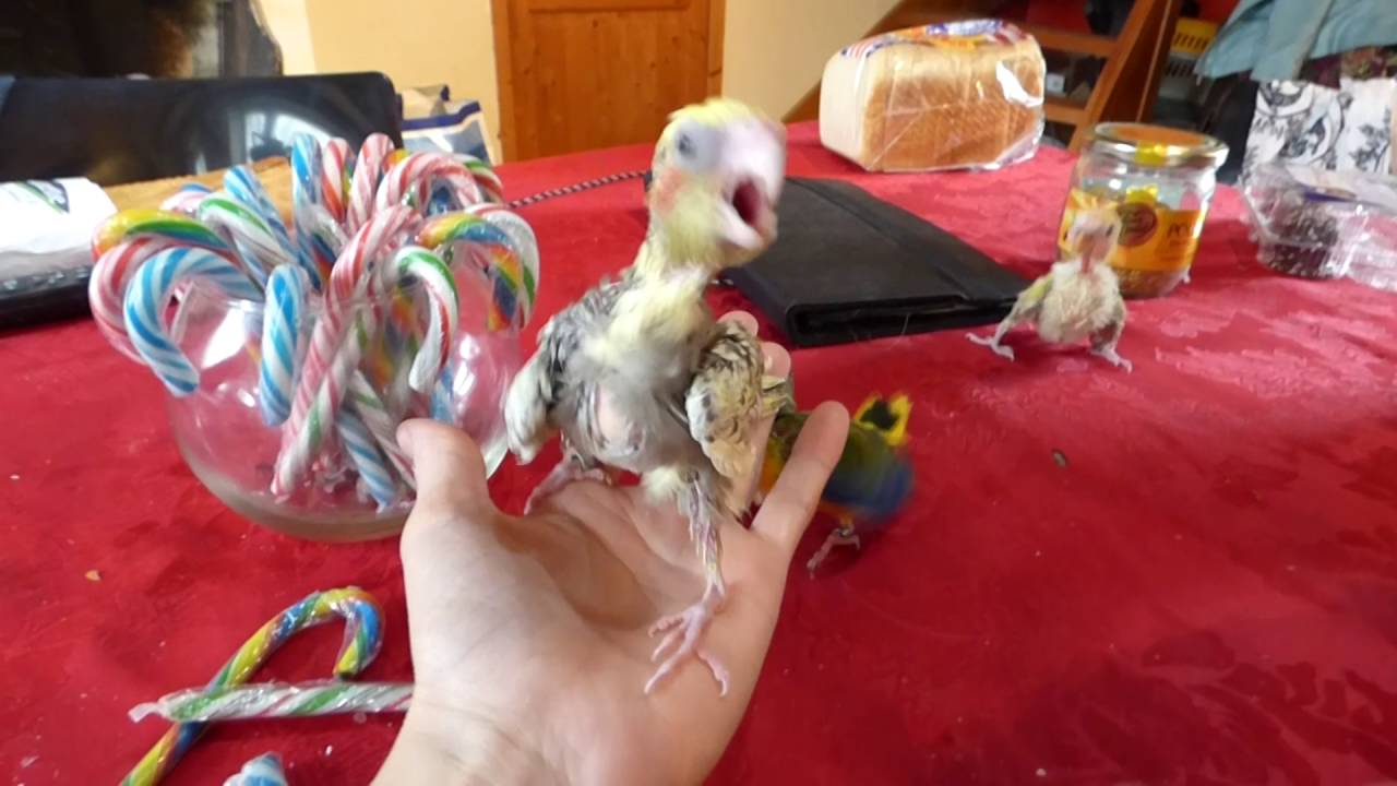 Bebes En Sevrage Eam Calopsitte Inseparable Et Turquoisine Youtube