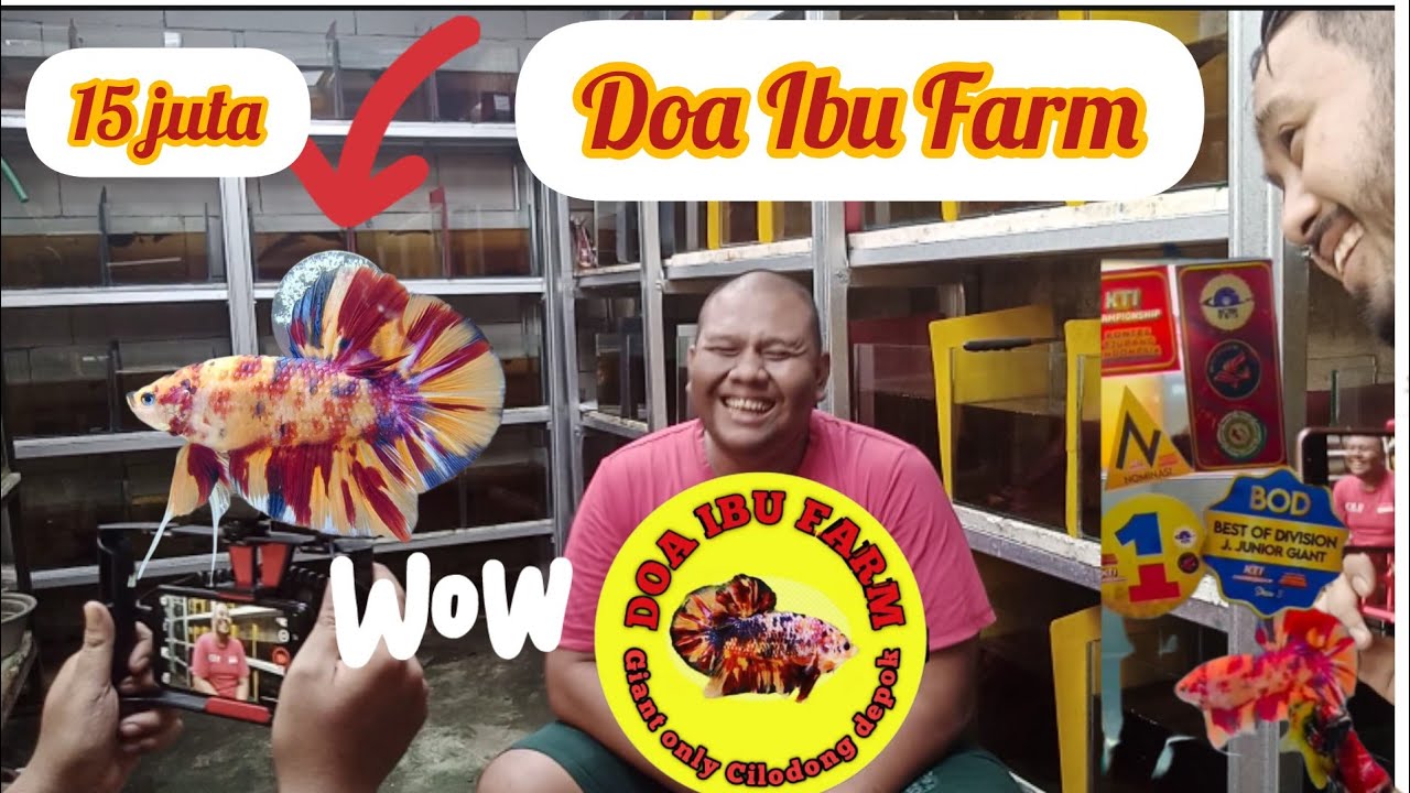 WOW CUPANG GIANT TEMBUS LAKU 15 JUTA DARI DEPOK