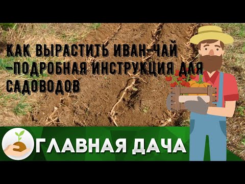 Как вырастить иван-чай –подробная инструкция для садоводов