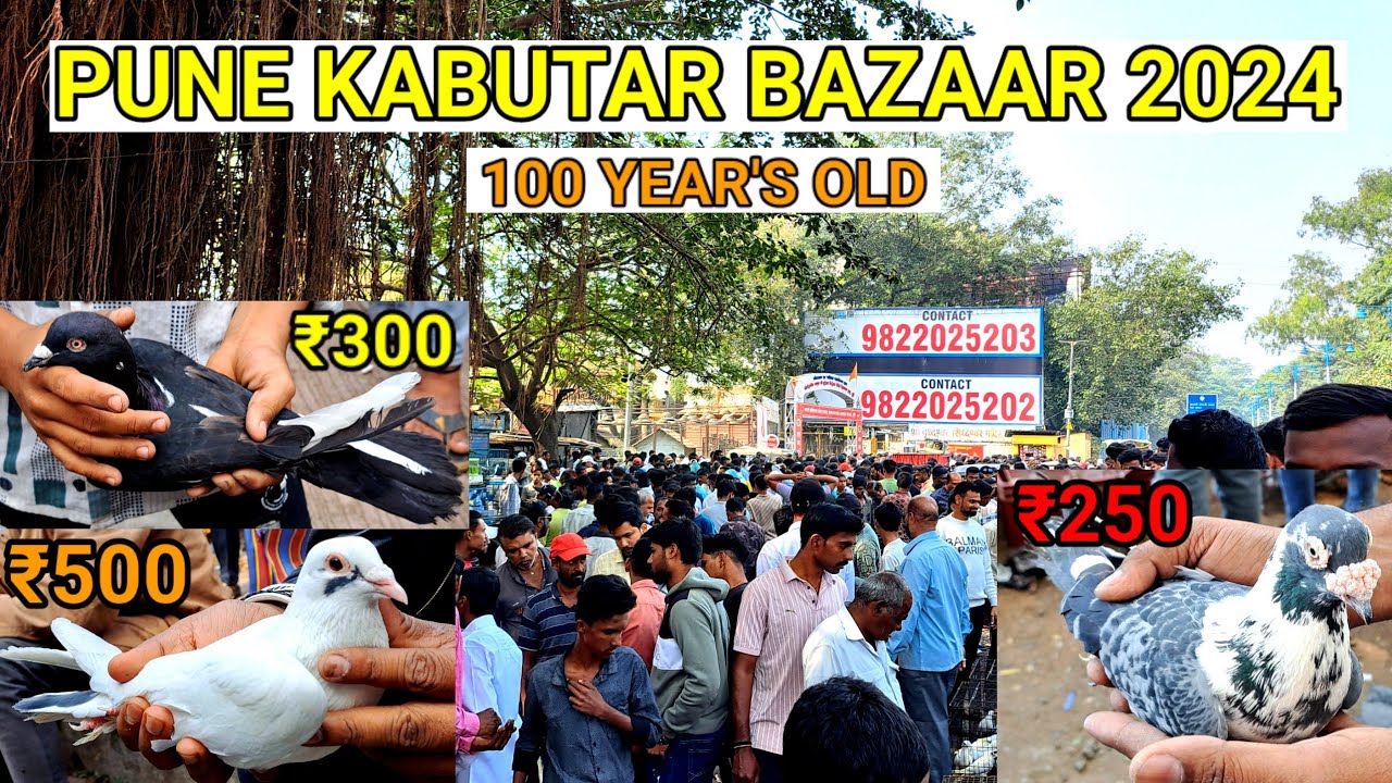 Pune Kabutar Bazaar 2024 || 100 YEAR'S OLD  || MD ANAs VLOGs