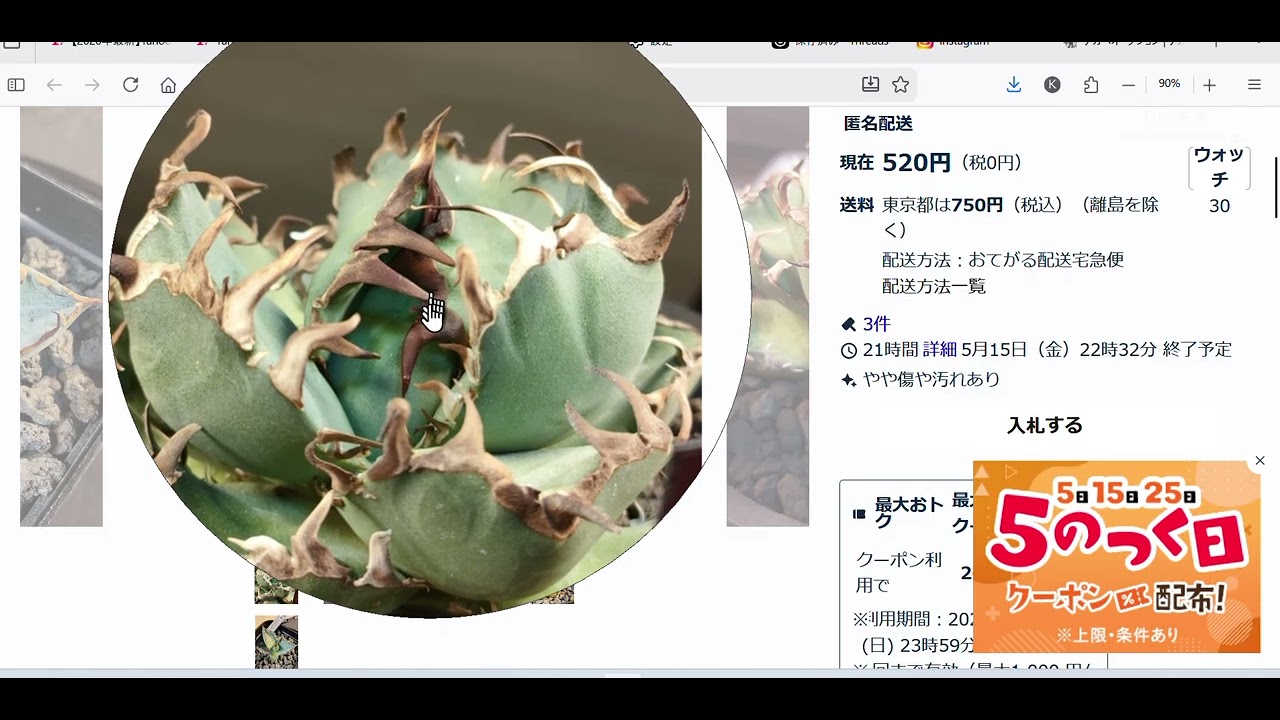 A few agave plants on Yahoo Auctions, Iggy's introduction and