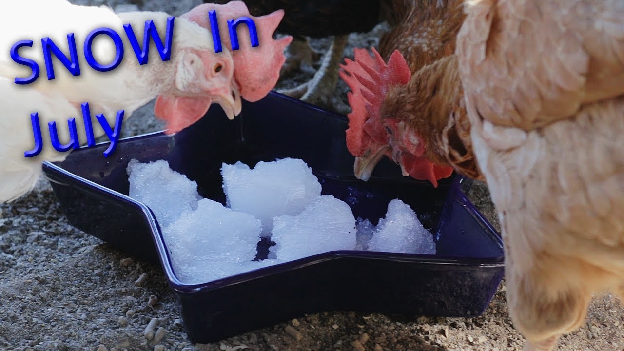 SNOW In July? Feeding Chickens Summer Snow YouTube