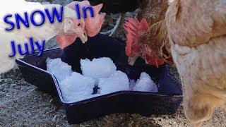 SNOW In July? Feeding Chickens Summer Snow by Simply Seth 250 views 4 years ago 6 minutes, 9 seconds