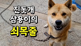 진돗개 삼용이의 쇠목줄