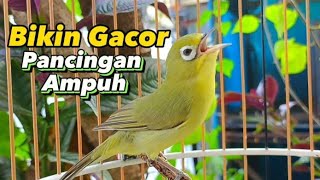 Download lagu CIAK CIAK JOS KECIAL KUNING PANCINGAN AMPUH CEPAT BIKIN JOS GACOR