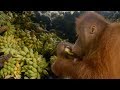 Beni's Love Affair with his Beloved Bananas