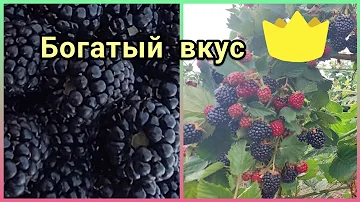 Ежевика Тройная Корона. Первое плодоношение