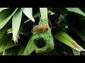 Weaver Bird build Nest 🥰😍🐦&zwj;⬛ Smartest warbler bird design grass into home perfectly Ep19