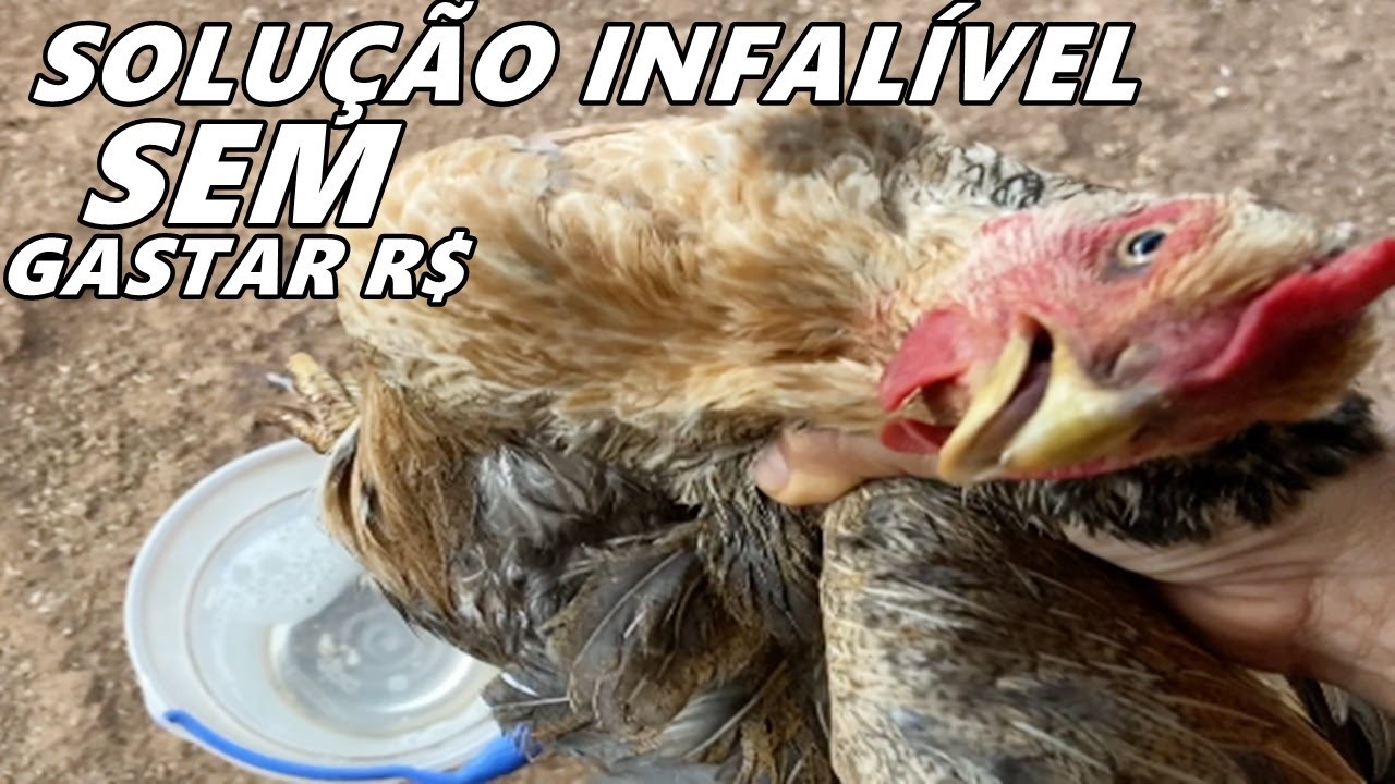 PIOLHO DE GALINHA EU JÁ HAVIA TENTADO DE TUDO, NADA DAVA RESULTADO, ATÉ QUE DESCOBRI ISSO PIOLHO DE GALINHA EU JÁ HAVIA TENTADO DE TUDO, NADA DAVA RESULTADO, ATÉ QUE DESCOBRI ISSO