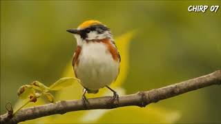 Kicau Unik burung warbler #warbler song