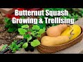 Butternut Squash Growing Tips and 4 Ways to Trellis It