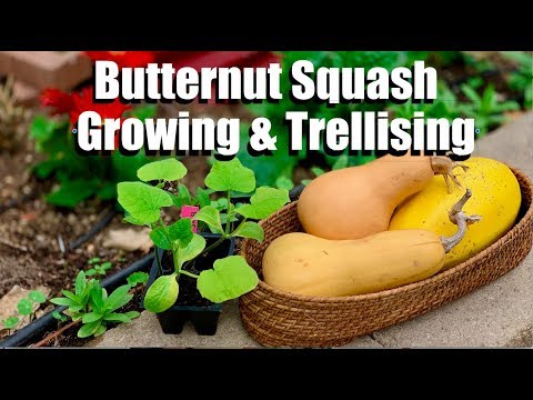 Video: Čo je rastlina arašidovej tekvice: Tipy na pestovanie arašidovej tekvice
