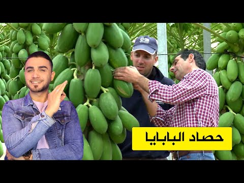 فيديو: كيفية حصاد البابايا - طرق حصاد البابايا