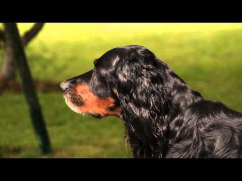 "-seeing-is-believing-,but-smelling-makes-it-for-sure-"-by-vulcain-the-black-dog