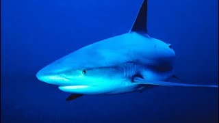 Lulu’s Law: Shark alert system bill advances in Congress