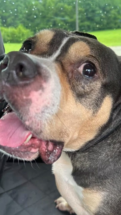 Be Their Yes: Fostering a Senior Dog Changes Everything | Heartstrings Monday Reed’s Rescue #dogs