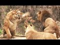 Tiger couple fight against Lion King and Tiger King | Tiger VS Lion