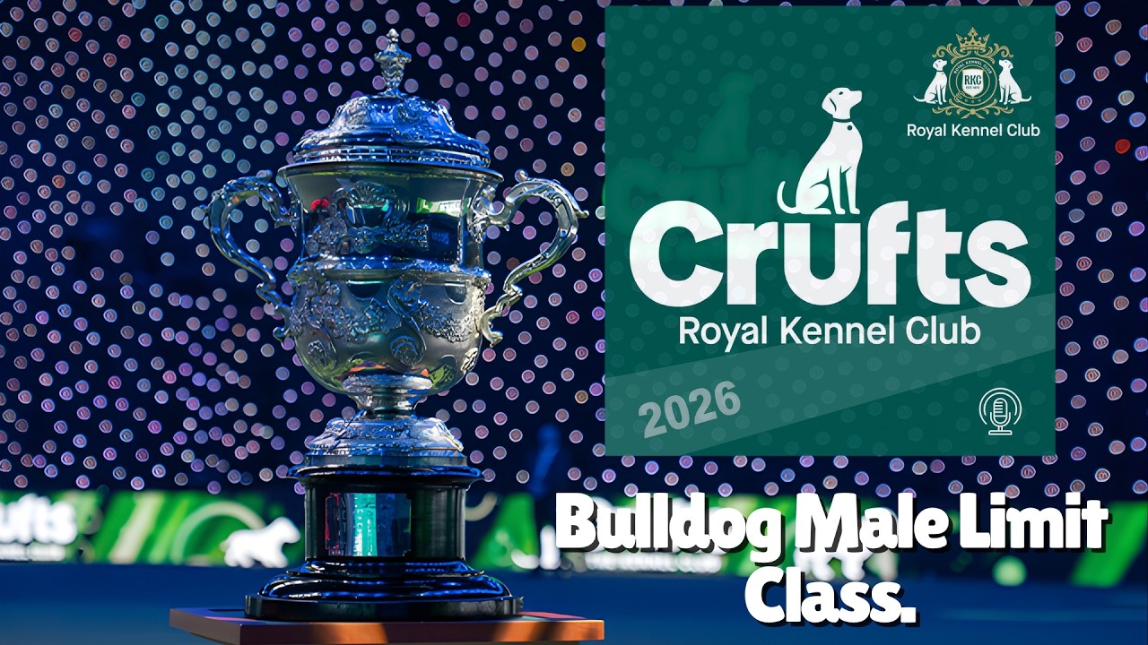 Crufts 2026 Bulldog Male Limit Class!
