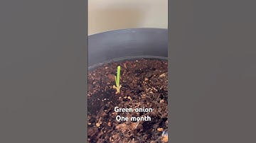 One month | Monika Szucs BCIT