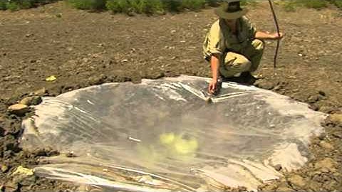 Ray Mears-Making a solar still in the Desert