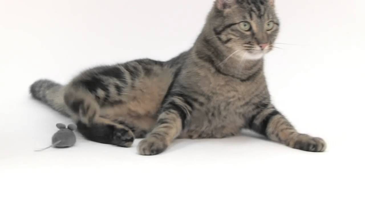 Hexbug Mouse Cat Toy