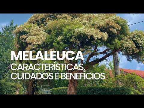 Vídeo: Melaleuca Tea Tree Informações: Aprenda sobre o cultivo de uma árvore de chá