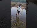 Banded krait Venomous Snake #youtubeshorts #shortsvideo #trending