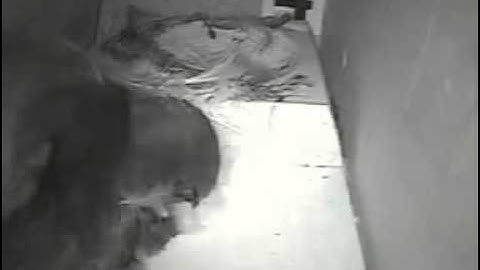 swifts 2015 - a swift enters the wrong box