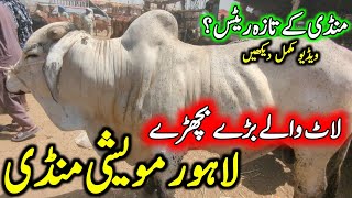 Bary Bachray Lath Wala Maal Latest Lahore Bakra Mandi Updates Bakra Mandi Pakistan