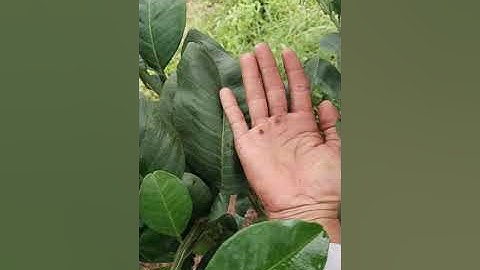 bưởi ruby thái lan trồng được 8 tháng tuổi.