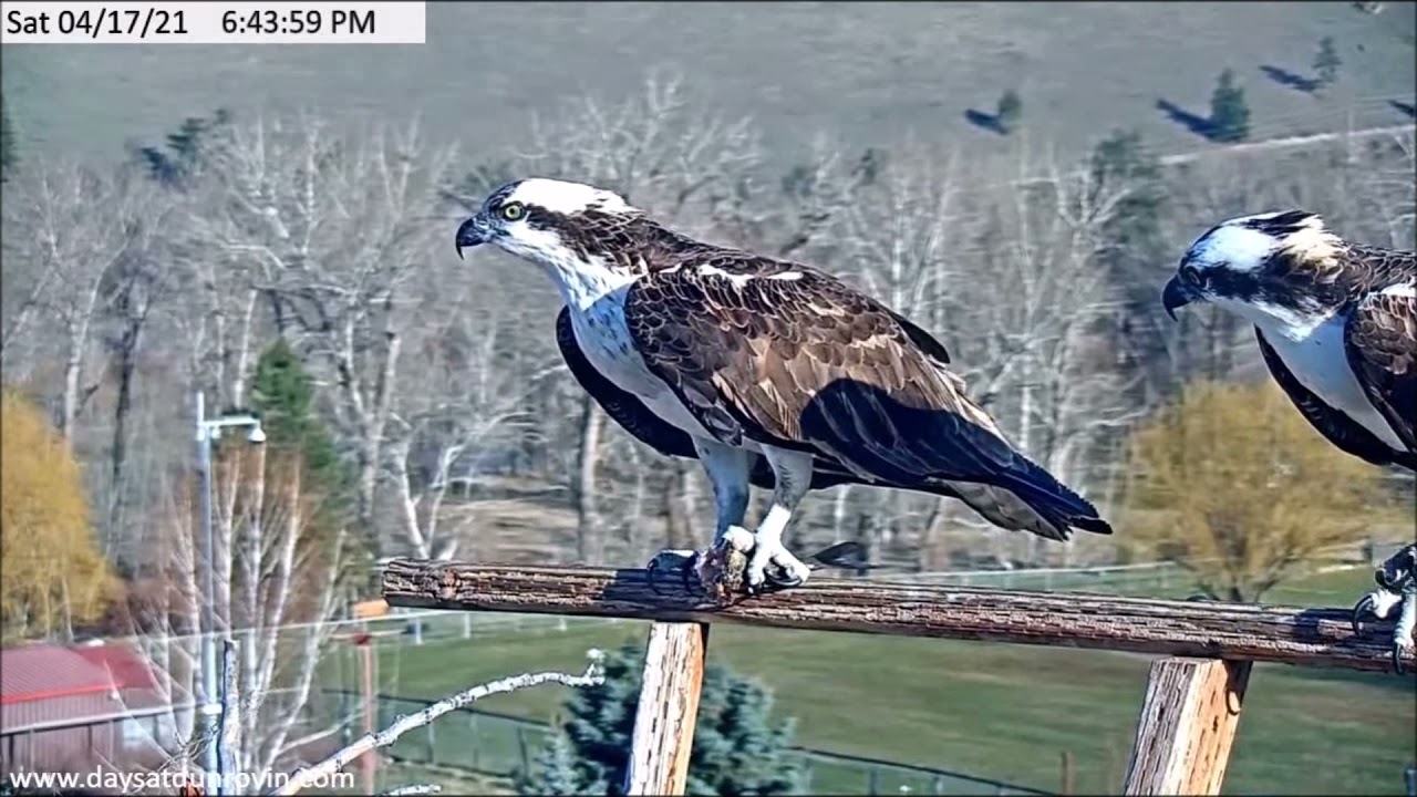 Dunrovin Ranch Osprey Video_2021-04-17_192841-Fish #2 Headless