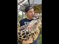 LEOPARD BELLY RUBS