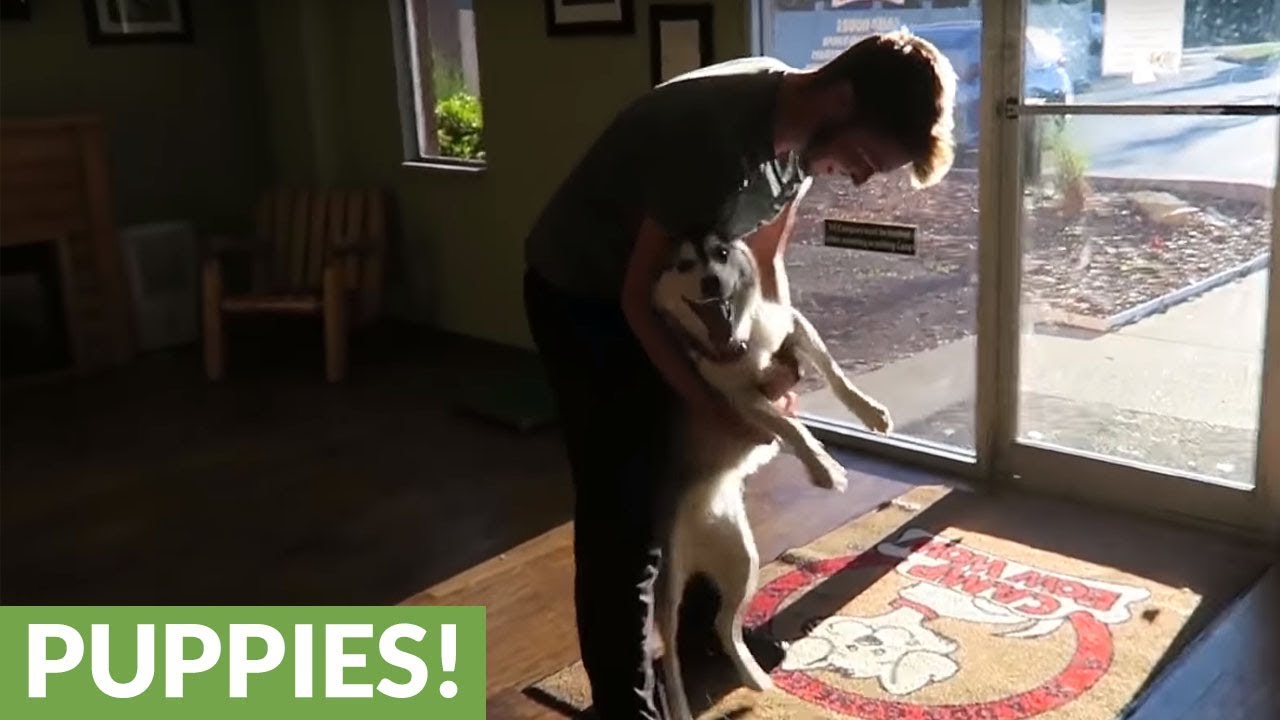 Husky emotionally reunited with owners after week apart - YouTube
