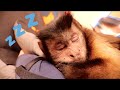 Capuchin Monkey Nap Time! ASMR #SundayFunday