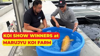 Visit the KOI SHOW WINNER at MARUJYU KOI FARM